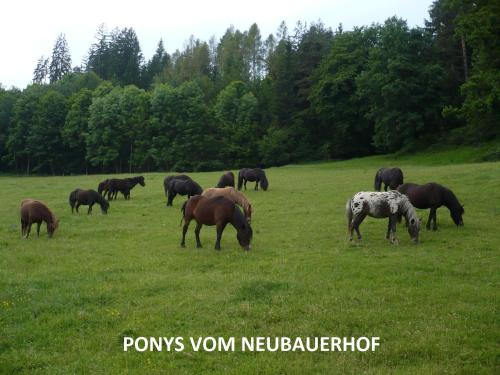 a herd of horses grazing in a field at Neubauerhof in Liebenfels