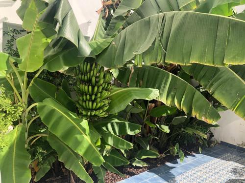 a bunch of bananas hanging from a banana tree at Casa Apollo Guesthouse in Faro