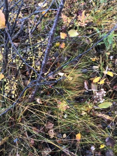 a pile of leaves and grass on the ground at Hotel E-10 by First in Kiruna