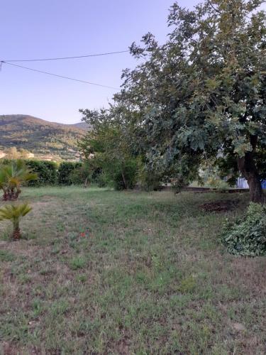 a field with a tree in the middle of it at CASA GAIA in Portoferraio