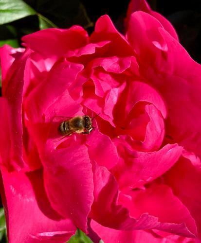 a bee is sitting in a pink flower at Das Haus Kunz in Imsterberg