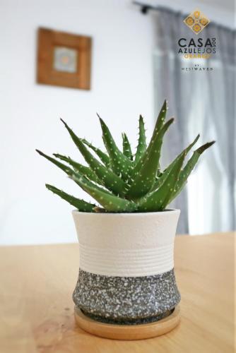 a green plant in a white pot on a table at Casa do AZULejo - Orange in Peniche