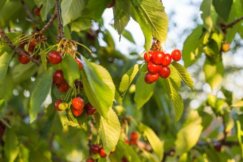 a bunch of red berries on a tree with leaves at Village Wine House in Mandićevac