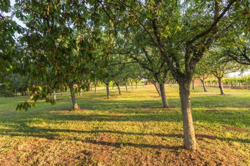 a group of trees in a field with grass at Village Wine House in Mandićevac