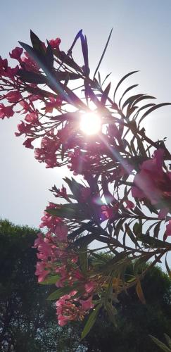 チェシメにあるCiftlik Hotelの太陽を背景に花束