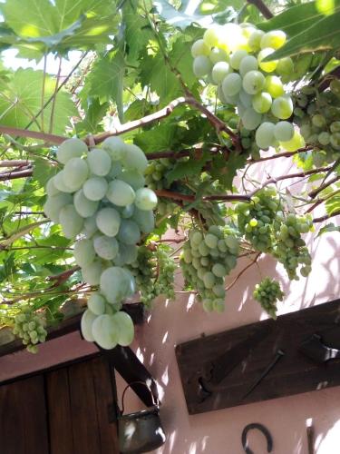 a bunch of green grapes hanging from a tree at Belli come il Sole in Serri