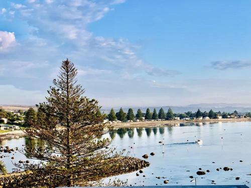 a tree sitting in the middle of a river at The Bluff Resort Apartments in Encounter Bay