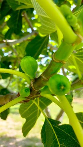 a bunch of green fruit on a tree at Hotel Rural San Giles in Jarandilla de la Vera