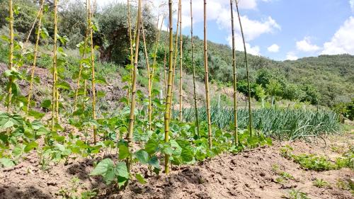 a row of bamboo plants in a field at Hotel Rural San Giles in Jarandilla de la Vera