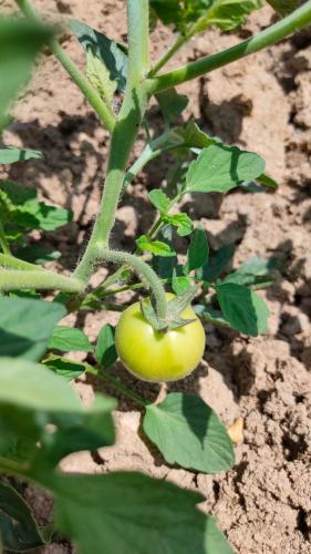 a small green tomato growing on a plant at Hotel Rural San Giles in Jarandilla de la Vera