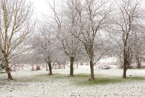 a group of trees in a field covered in snow at Gîte Banet-Sart à Daverdisse in Daverdisse