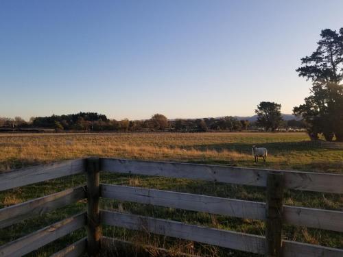 a sheep standing in a field behind a fence at Waihakeke Cottage in Carterton