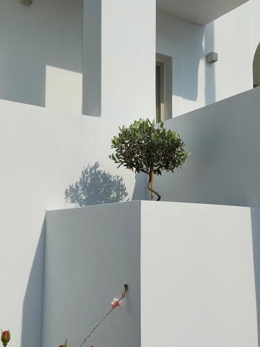 a plant sitting on top of a white wall at Kandiani Bleu Ciel in Naousa