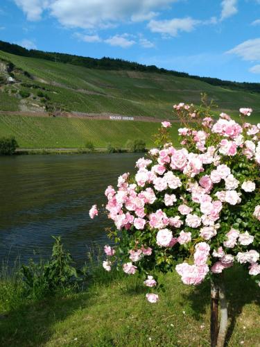 a bush of pink roses next to a river at Ferienwohnungen und Gästezimmer Peter Busch in Bernkastel-Kues