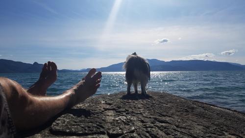 a dog standing on a rock near the water at Hardanger Fjordtun PANORAMA cabin near the Hardangerfjord with fantastic fjordview, silence and nature in Herand