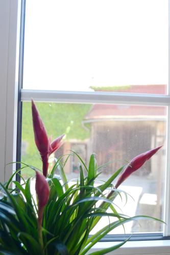 a plant sitting in front of a window at #Hoenepartment - TimeOut Waldhessen - bis zu 8 Pers. in Hönebach
