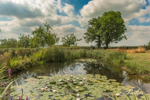 a pond filled with lily pads in a field at De Kleine Mote in Heuvelland