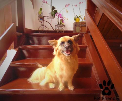 a brown dog sitting on the steps of an stairs at Casa Rural Los Helechos in Agulo