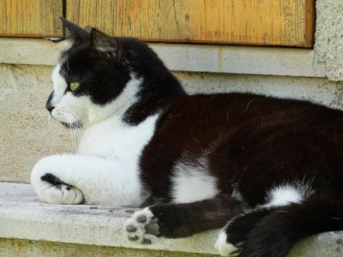 a black and white cat laying on a step at B&B Girolles les Forges in Girolles