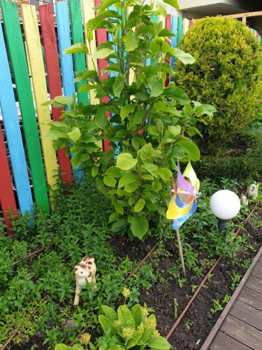 a garden with a tree and a cat and a fence at Mirana Family Hotel in Burgas City