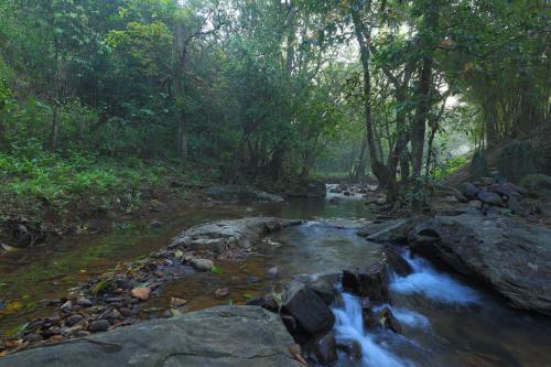 a stream of water with rocks in a forest at Abad Brookside Wayanad in Vythiri