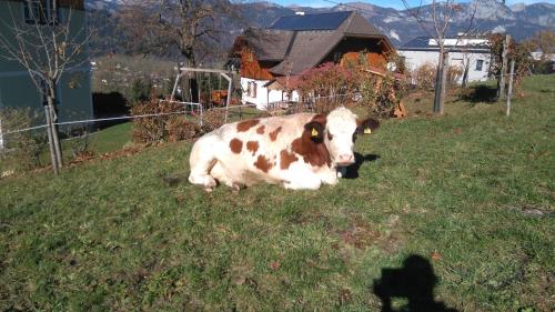 Animales en el agroturismo o alrededores