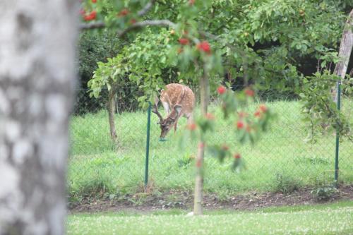 a kangaroo standing in the grass next to a fence at Chalet Forsthof Everstorf in Grevesmühlen