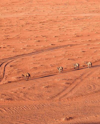 a group of animals walking across a dirt field at golden day in Wadi Rum