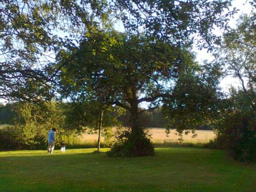 a person walking a dog in a park with a tree at Gîte Banet-Sart à Daverdisse in Daverdisse
