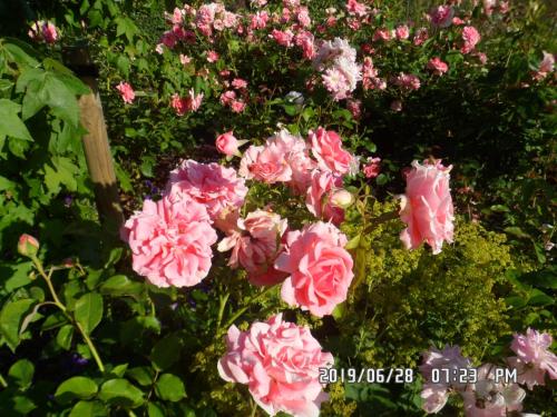 B&B Rozerie – Photos 2