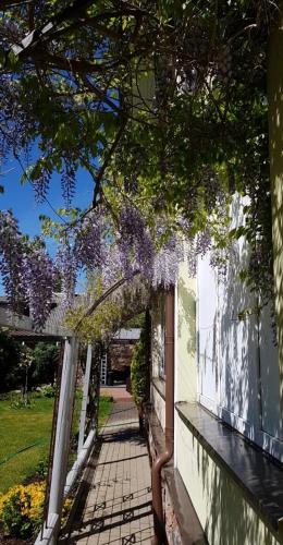 a house with wisteria hanging from a building at Vila Florena Garden in Palanga