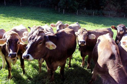 a herd of cows standing in a field at Appartement-Stetten in Stetten