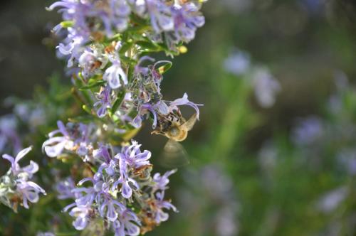 a group of bees on a purple flower at Casa Langa di Lola in Mango