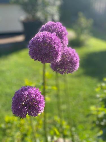 a group of purple flowers in the grass at Bauernhaus Loth - exklusive Ferienwohnungen in Mitlosheim