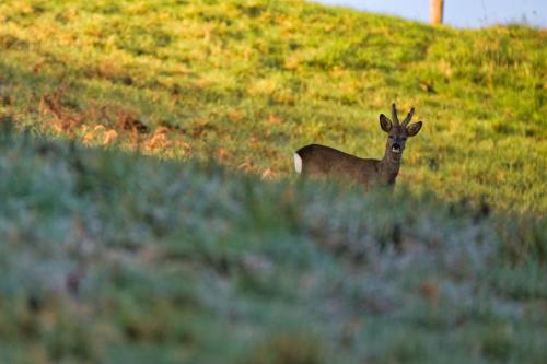 a deer standing in the grass on a hill at La Bastide d'Albignac in Le Dourn