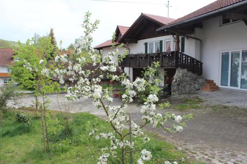 a white flowering tree in front of a house at Appartement-Stetten in Stetten