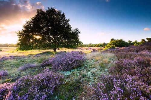 a field of purple flowers with a tree in it at Celebration Wellnesshuisje in Balkbrug