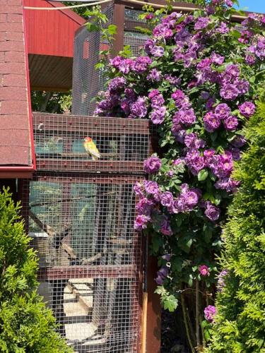 a bird in a bird cage with purple flowers at Holiday Home V Kolte in Kolta