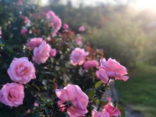 a bunch of pink roses in a garden at Jūrvingė in Žadvainai