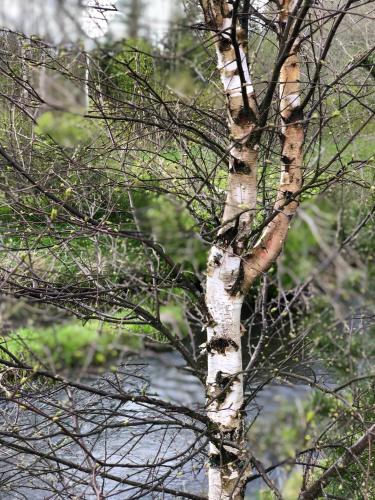 a white birch tree with branches in front of a river at Jūrvingė in Žadvainai