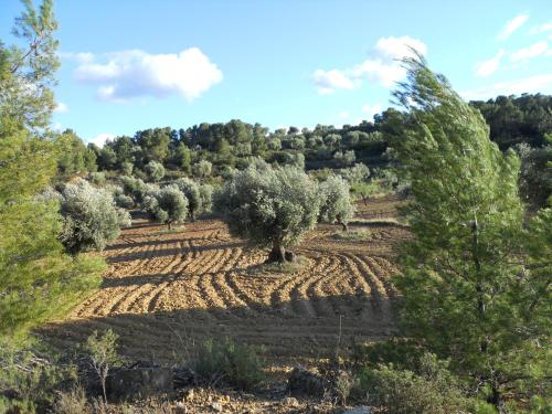 an agricultural field with olive trees on a hill at Casa Carmela in Calaceite