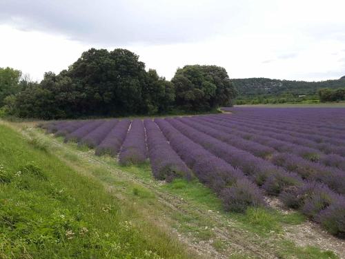 a large purple lavender field with trees in the background at Chambre hôtes jacuzzi climatiseur provence in Tulette