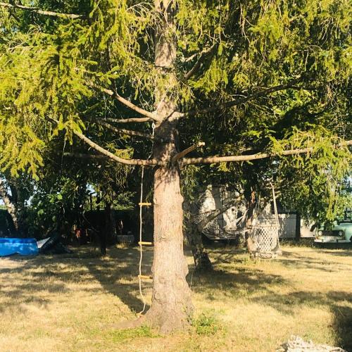 a tree with a rope tied to it in a yard at Côte du Jardin in Pouillé