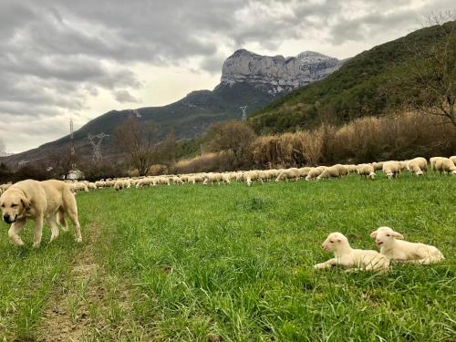 Domáce zviera alebo zvieratá hostí v ubytovaní Apartamentos Turismo Rural Casa Alfós