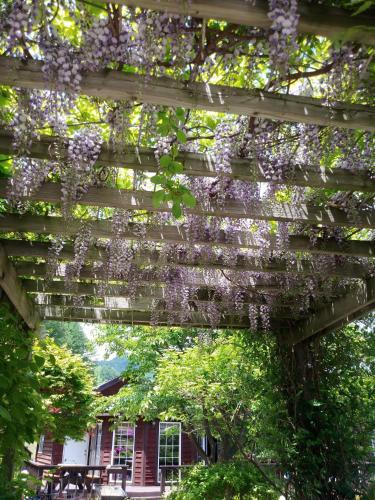 a pergola covered in purple wisterias at Sisilli Pension in Pyeongchang 