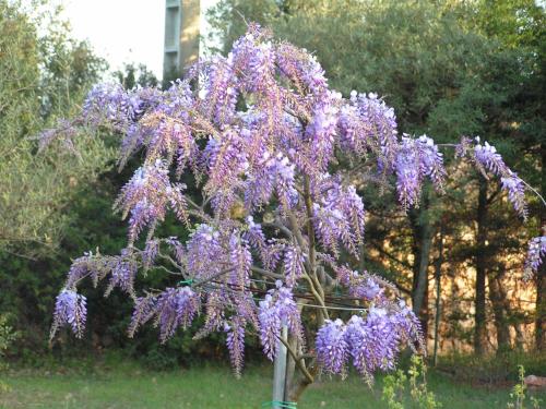 a wisteria tree with purple flowers on it at Le Jardin des Selves in Draguignan