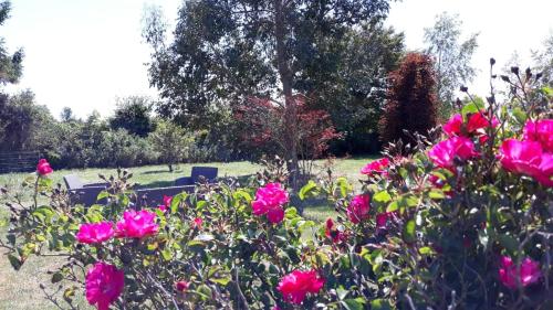 a bunch of pink roses in a garden at Auberge aux Marais in Montmartin-en-Graignes