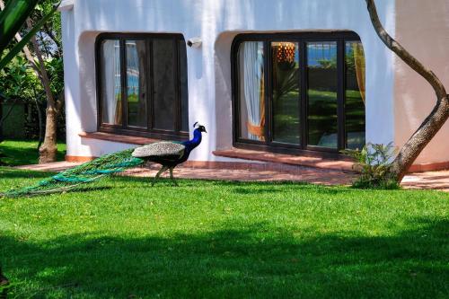 Un paon marchant dans l'herbe devant une maison dans l'établissement Arbatax Park Resort - Ville del Parco, à Àrbatax