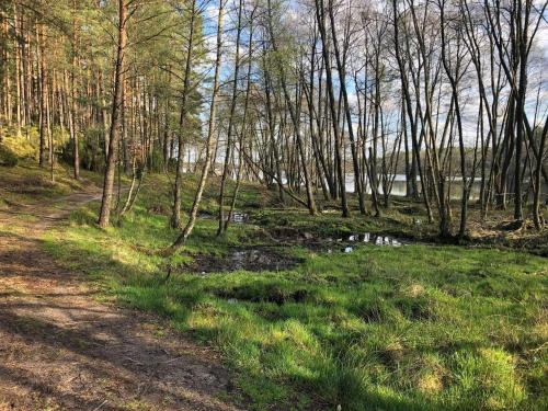 a path through a wooded area with a pond at Kaszuby wczasy u Danusi sauna i bania in Lipusz