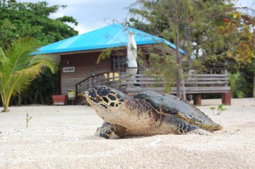 Fotografie z fotogalerie ubytování Arena Island Resort v destinaci Narra